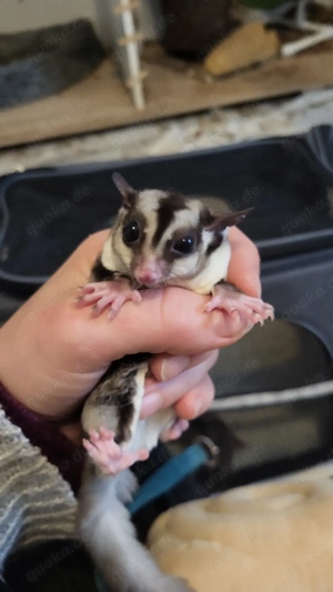 sugar glider
