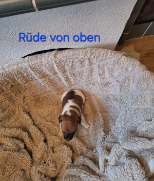 Schöne Jack Russell Terrier Welpen