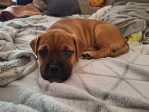 Liebevolles Zuhause für unsere kleine Herzenshündin gesucht     