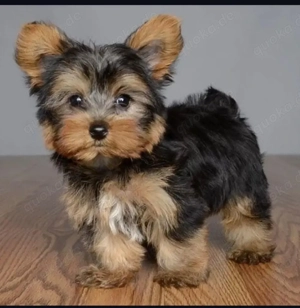 Yorkshire-Terrier-Welpen (männlich und weiblich), 12 Wochen