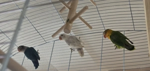 Unzertrennliche zu verkaufen 