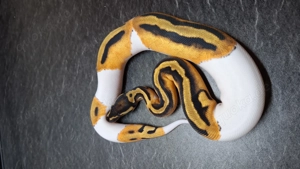 0.1 Orange Dream Piebald nz. 08.25 ... Königspython ... Python Regius 