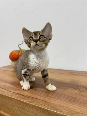 Devon Rex-Kätzchen suchen ein liebevolles Zuhause