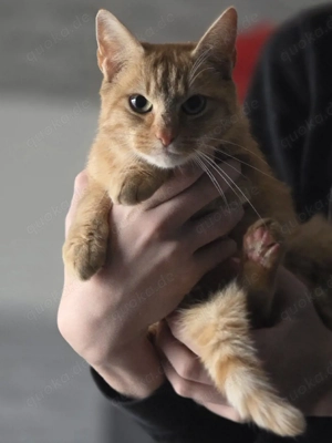 Katze (orange getigert, weiblich)