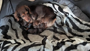 Zwergdackel Langhaar   Welpen