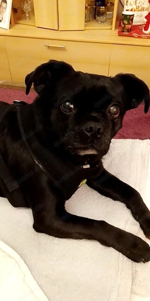 Liebevoller Familienbekleider 3 Jahre abzugeben