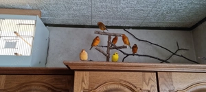 Kanarihenne abzugeben 0 1 Bild 2