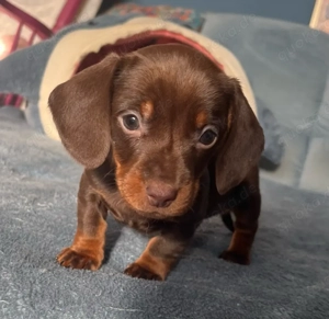 Süße Dackel Welpen in Sonderfarbe