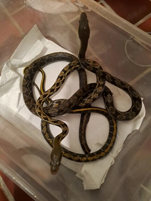 Elaphe tanuira taenuira