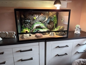 Terrarium mit 3 Leopardengeckos  ( Weibchen  )