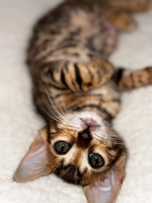 Bengal-Kätzchen zu verkaufen   Golden Rosetted