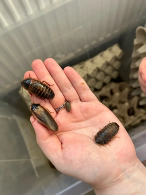 Argentinische Schaben 