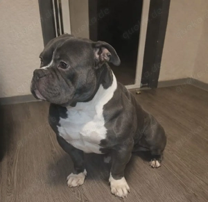 American Bully Pocket Deckrüde