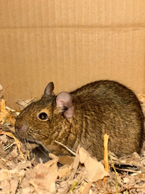 Mehrer Degus abzugeben 