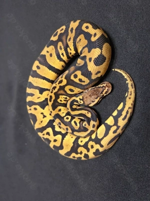 Verschiedene Männchen Adult ... Königspython ... Python Regius Bild 3