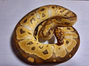 Verschiedene Männchen Adult ... Königspython ... Python Regius Bild 2