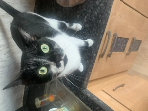 Cockie sucht ein Zuhause 