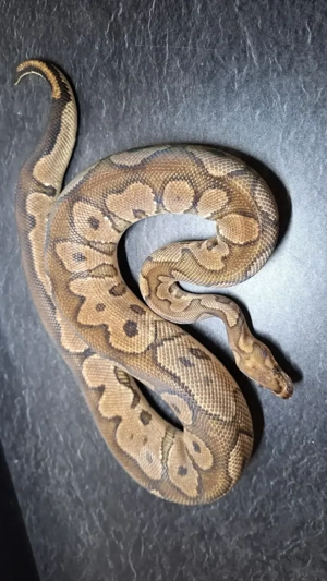 Verschiedene Männchen Adult ... Königspython ... Python Regius Bild 5