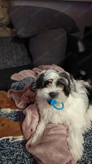 verkaufe kleider Hundewelpen 