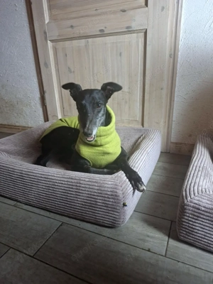 Menschenverliebte Rennspaghetti Esmé mag Hund wie Mensch