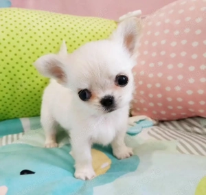 Chihuahua-Welpen verfügbar