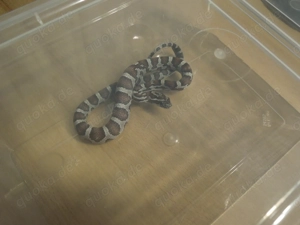 Kornnattern aus NZ 08 2025 in gute Hände abzugeben