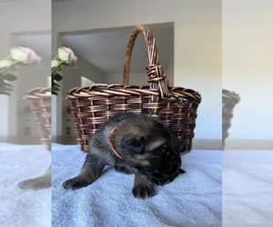 Deutsche Schäferhundwelpen ab sofort zur Adoption verfügbar 