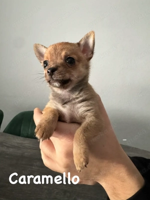 Pomchi Welpen Pomerian Zwergspitz Chihuahua