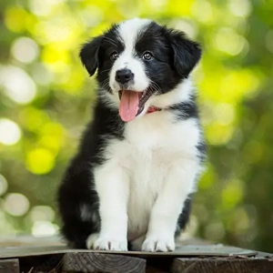 Border Collie Welpen Reinrassige mit Stammbaum 