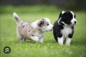 Border Collie welpen - Reinrassige mit Stammbaum- absoluter Top Preis 