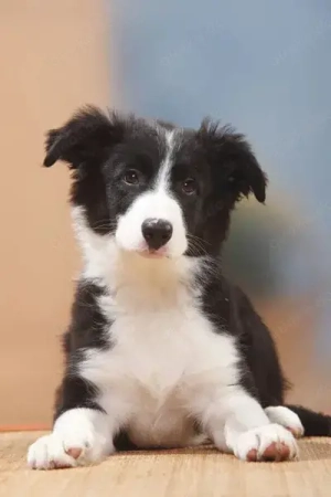 Border Collie welpen - Reinrassige mit Stammbaum- absoluter Top Preis suchen noch eine Zuhause 