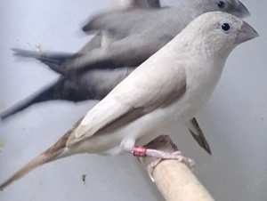 Zuchtboxen von Schüssler & Silberschnäbelchen Zuchtpaare 