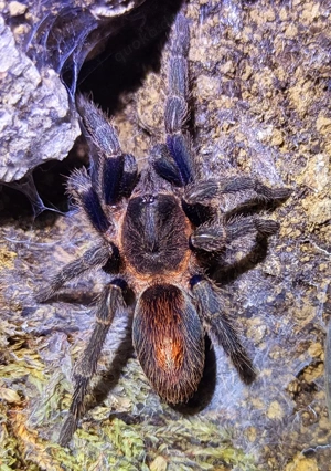 Vogelspinnen - Abgabe Teilbestand aufgrund von Bestandsumstellung