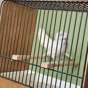 Kanarienvögel weiße rezessiv