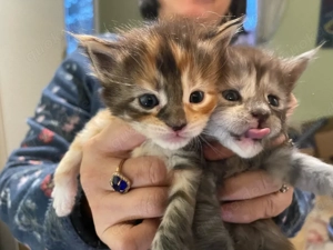 Maine coon kitten eltern haben stambau 