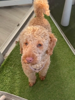 Zwergpudel-Dame sucht liebevolles Zuhause