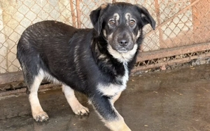 Hast du ein Herz für Ylva?