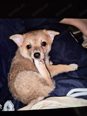 verkaufe Chihuahua-Mix Welpe