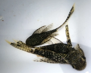   dunkler Antennenwels SF   LF ENZ ab 1,-   