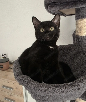 Sphynx Mädchen mit Fell