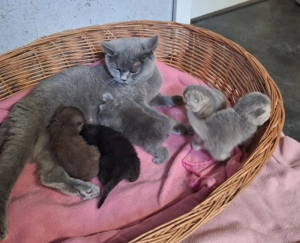 BKH Kitten suchen demnächst neuen Kuschelplatz !