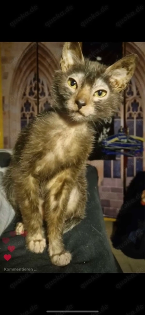  Die Lykoi   eine außergewöhnliche Katze mit Werwolf-Charme 