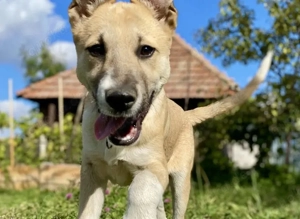 Quax - Bereit für Abenteuer auf vier Pfoten?