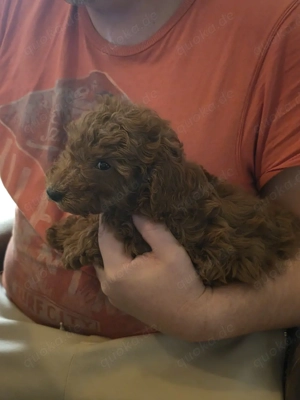 zwerg   toy pudel letztes weibchen sucht liebevolles zuhause 