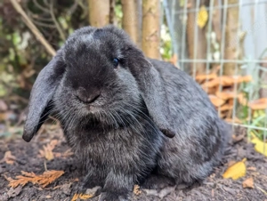 Zwergkaninchen Hasen Kaninchen 
