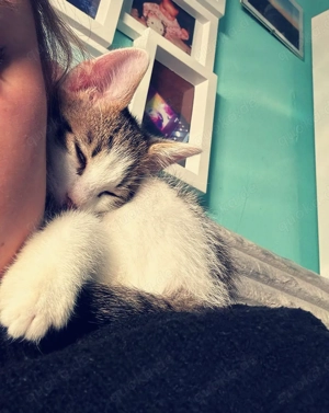 Zuckersüßer kleiner BKH x EKH Katerchen 