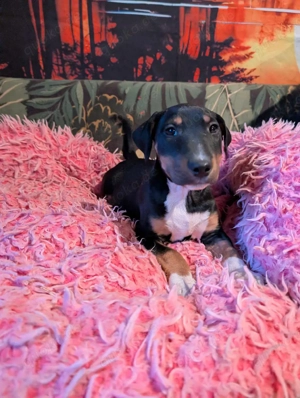 Miniatur Bullterrier Mix Welpen 