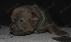 Old English Bulldog Welpe sucht passende Familie 
