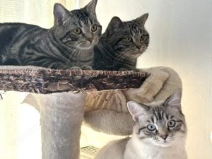 BKH Kitten Silber Tabby Classic( marmor muster, getupft)whiskas muster