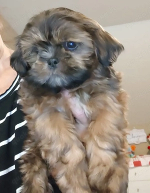 Chiots Shih Tzu cherchent une nouvelle famille. Contactez-nous sur 